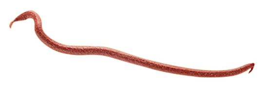 Berkley Gulp Earthworms Red Wiggler